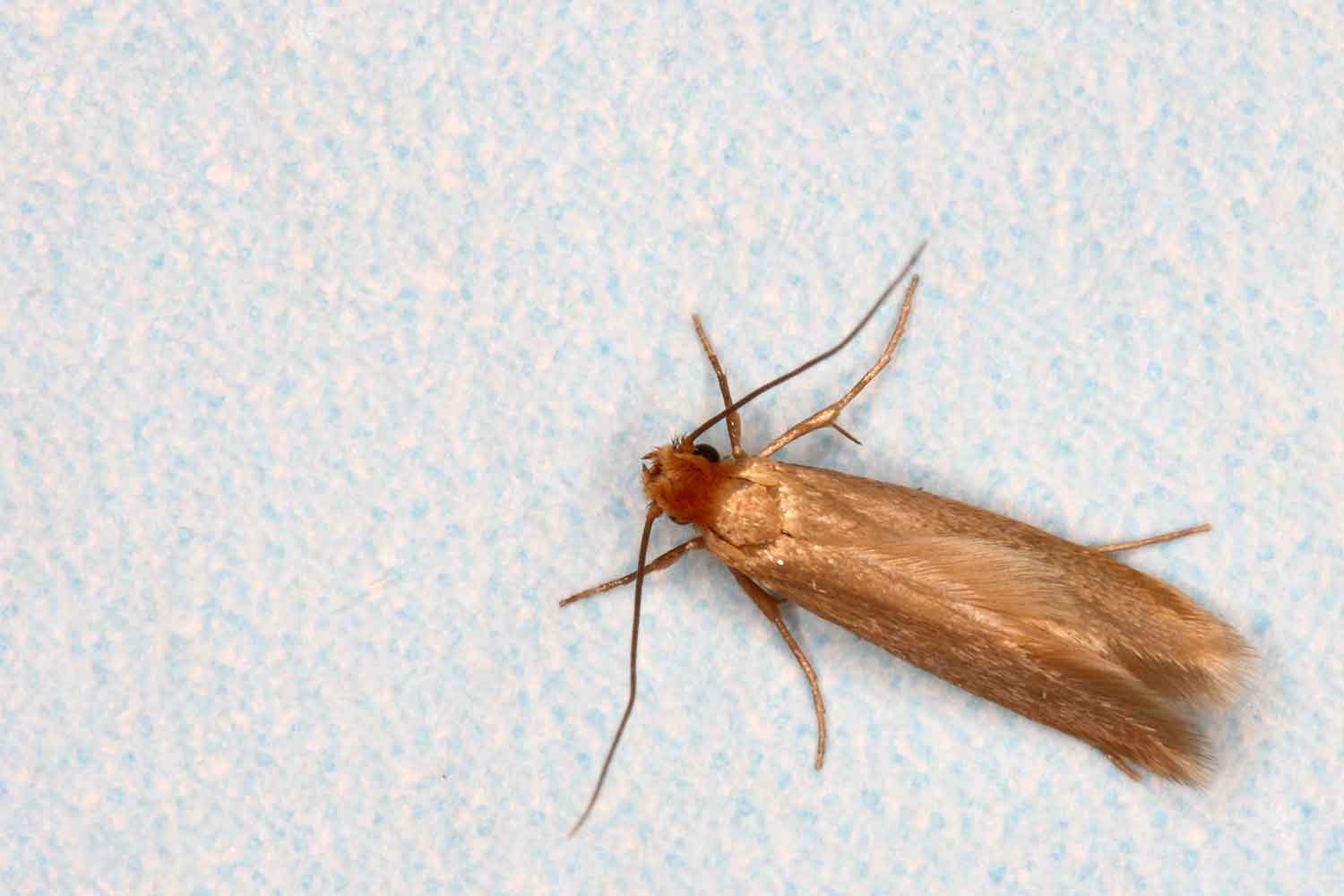How To Get Rid Of Pantry Moths: Effective Strategies For Owasso Homes