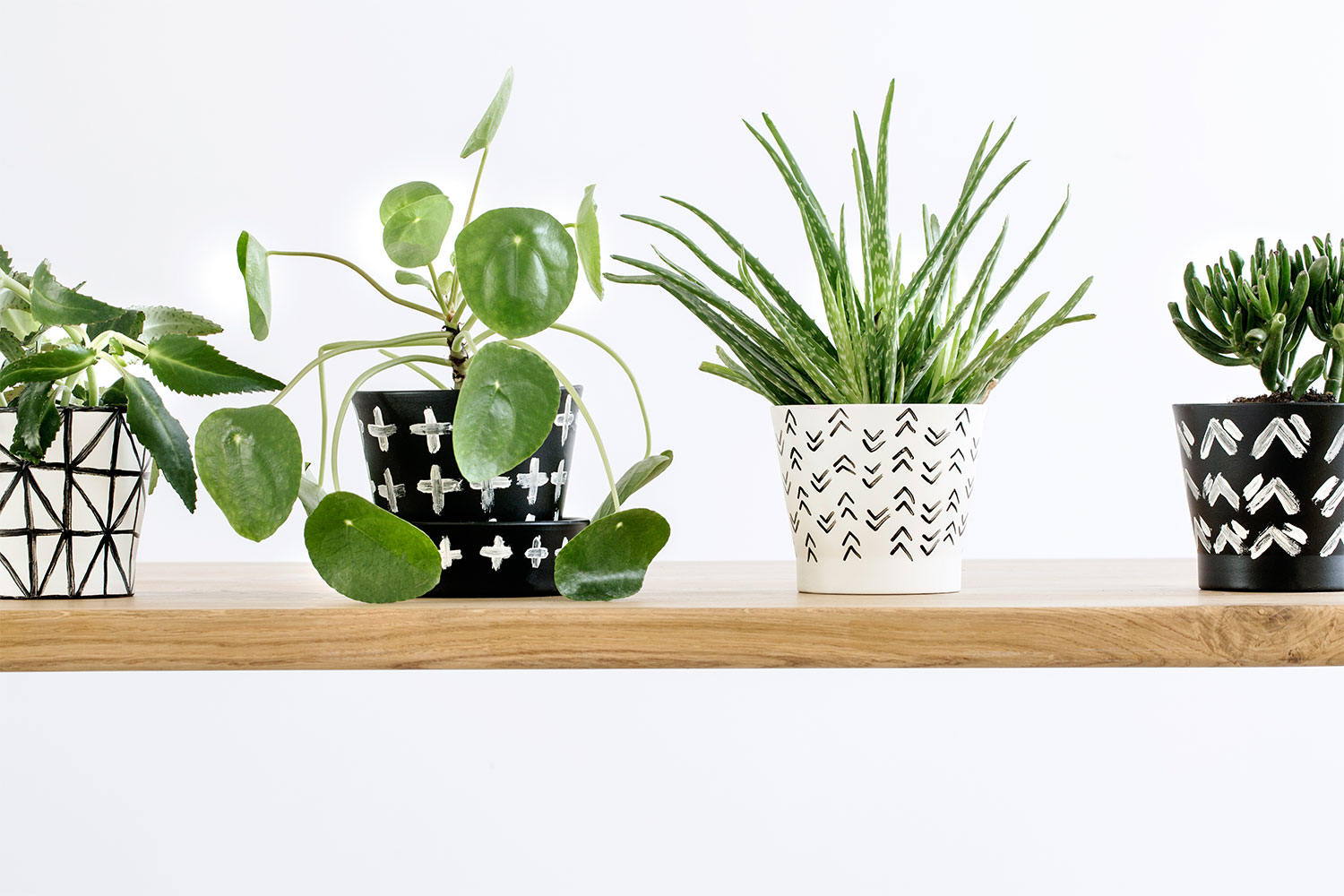 The new plant trend that's popping up everywhere Better Homes and Gardens