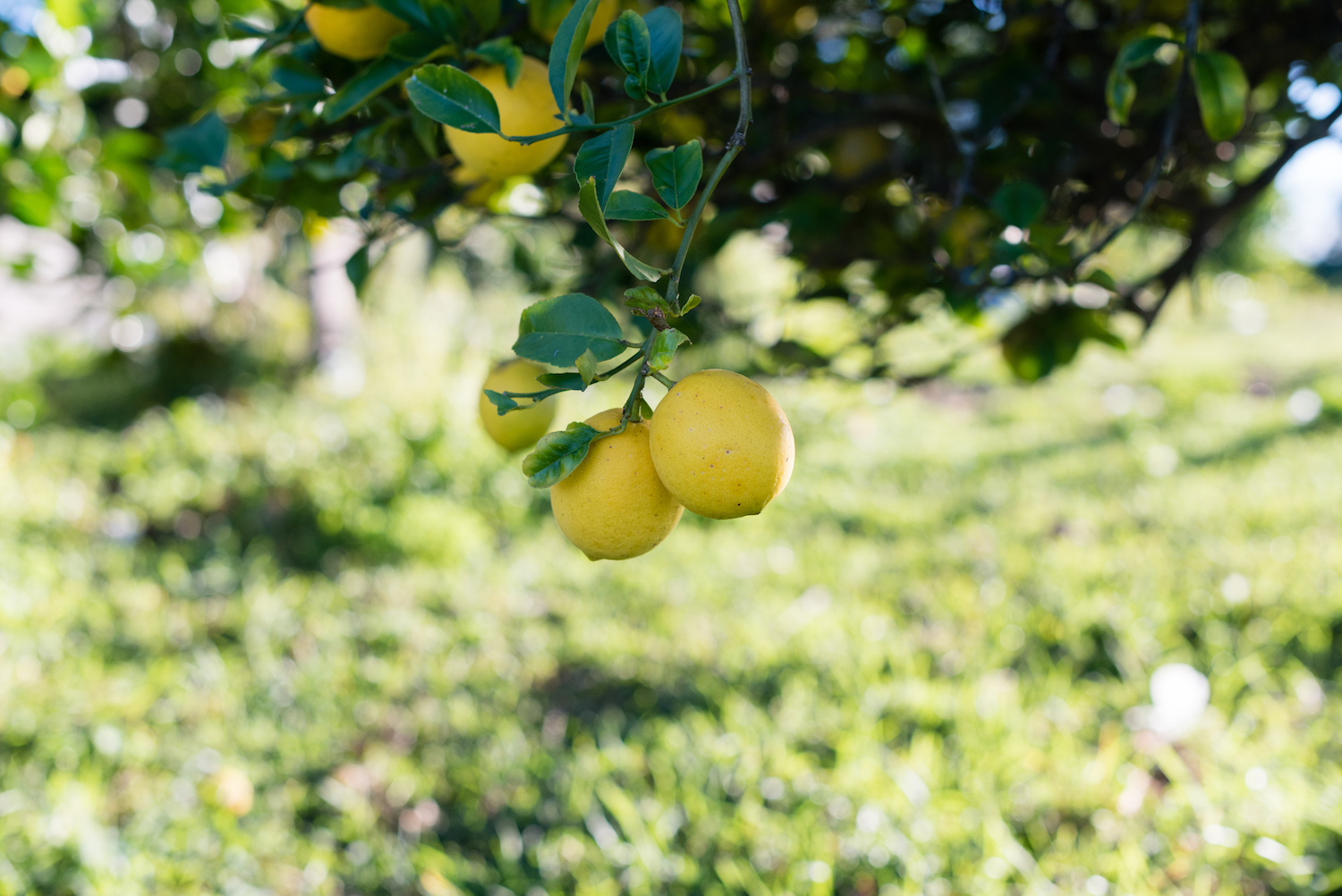 How to Grow and Care for Lemon Trees