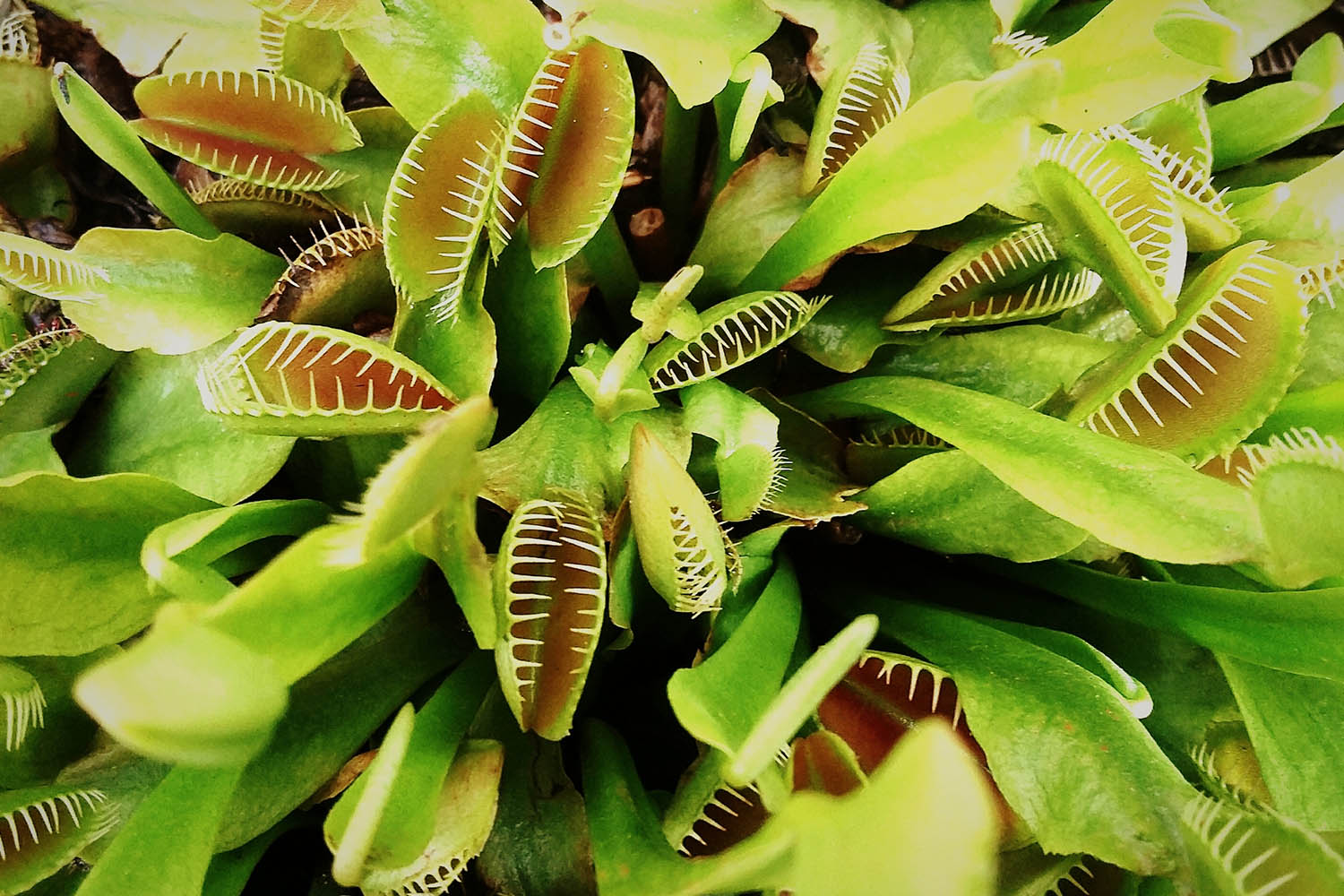 7 of the best carnivorous plants and how to care for them | Better