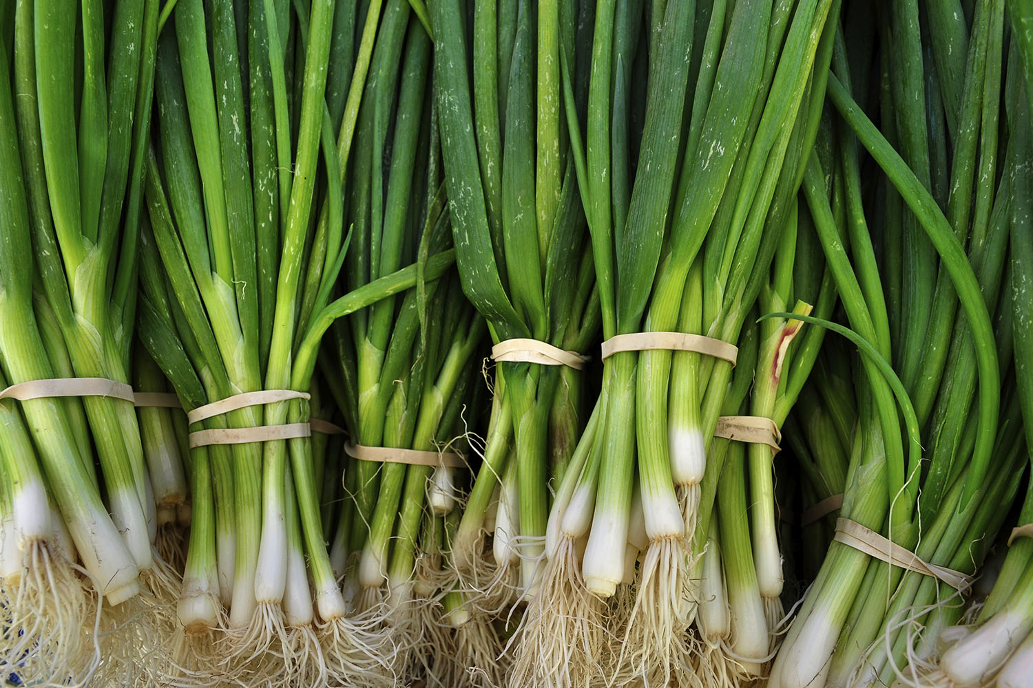 Shallots Vs Spring Onion: Are They The Same Thing?
