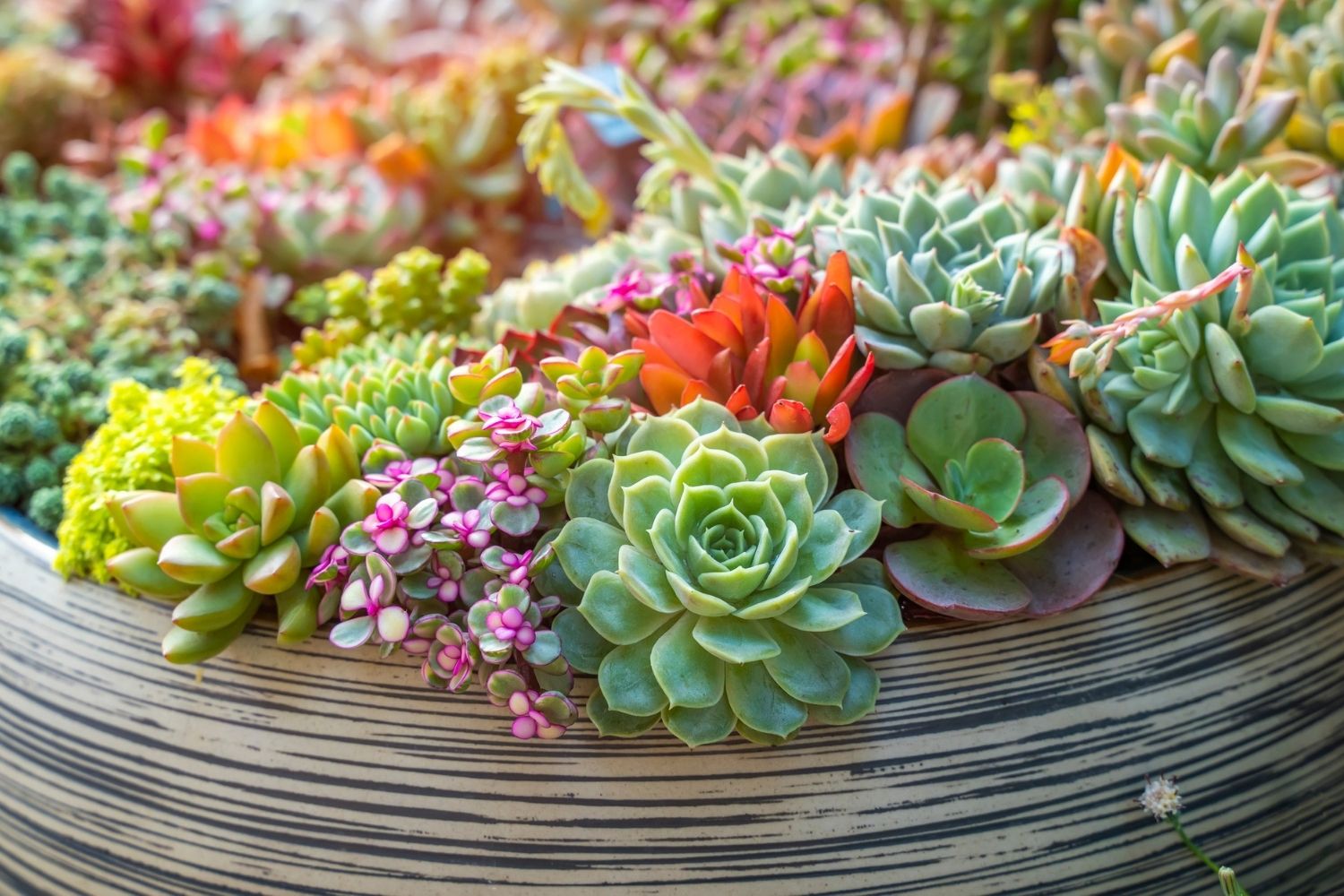 Easy Succulent Starter Kits: How To Use A Succulent Plant Kit
