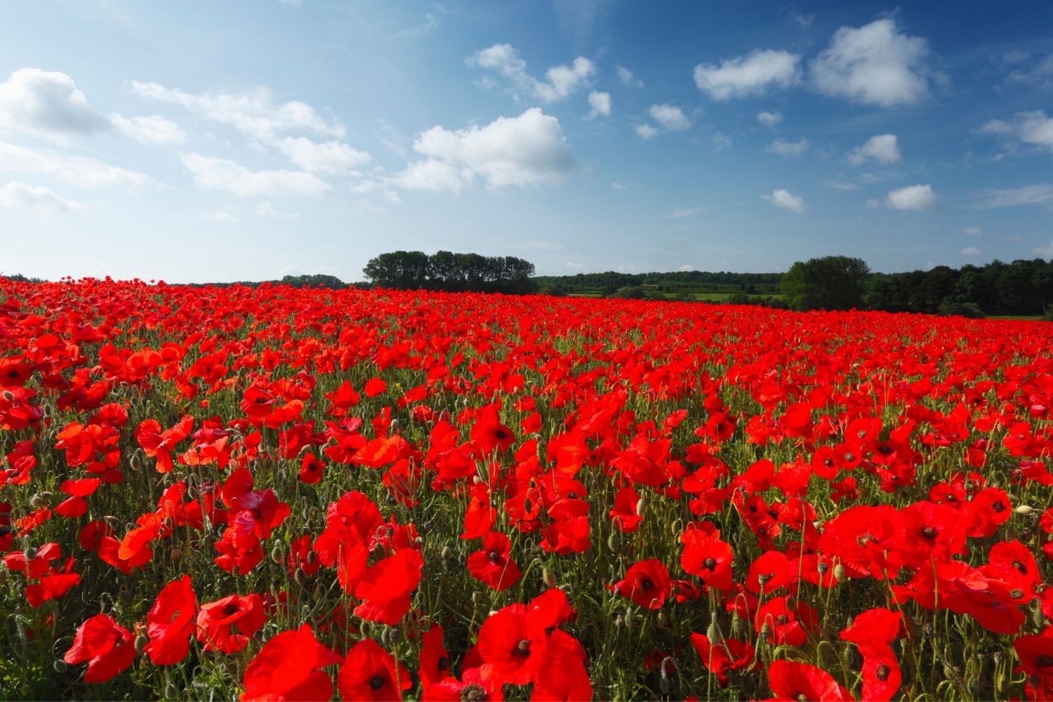 anzac-day-florals-their-meaning-and-history-explained-better-homes