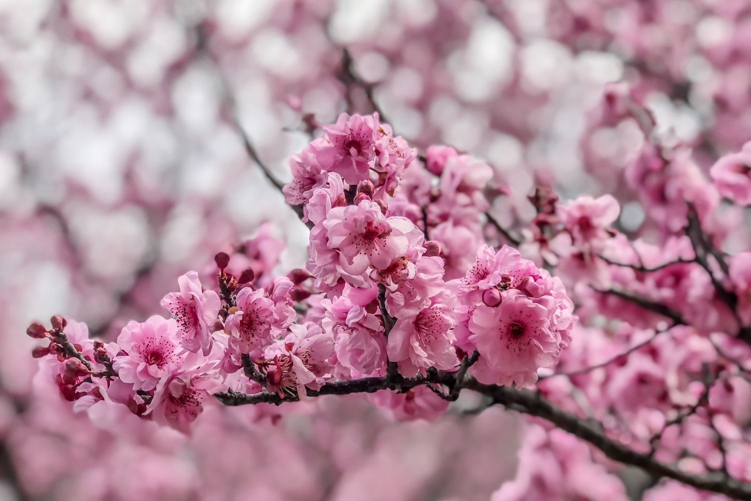 How To Grow Cherry Blossom In Australia Better Homes And Gardens