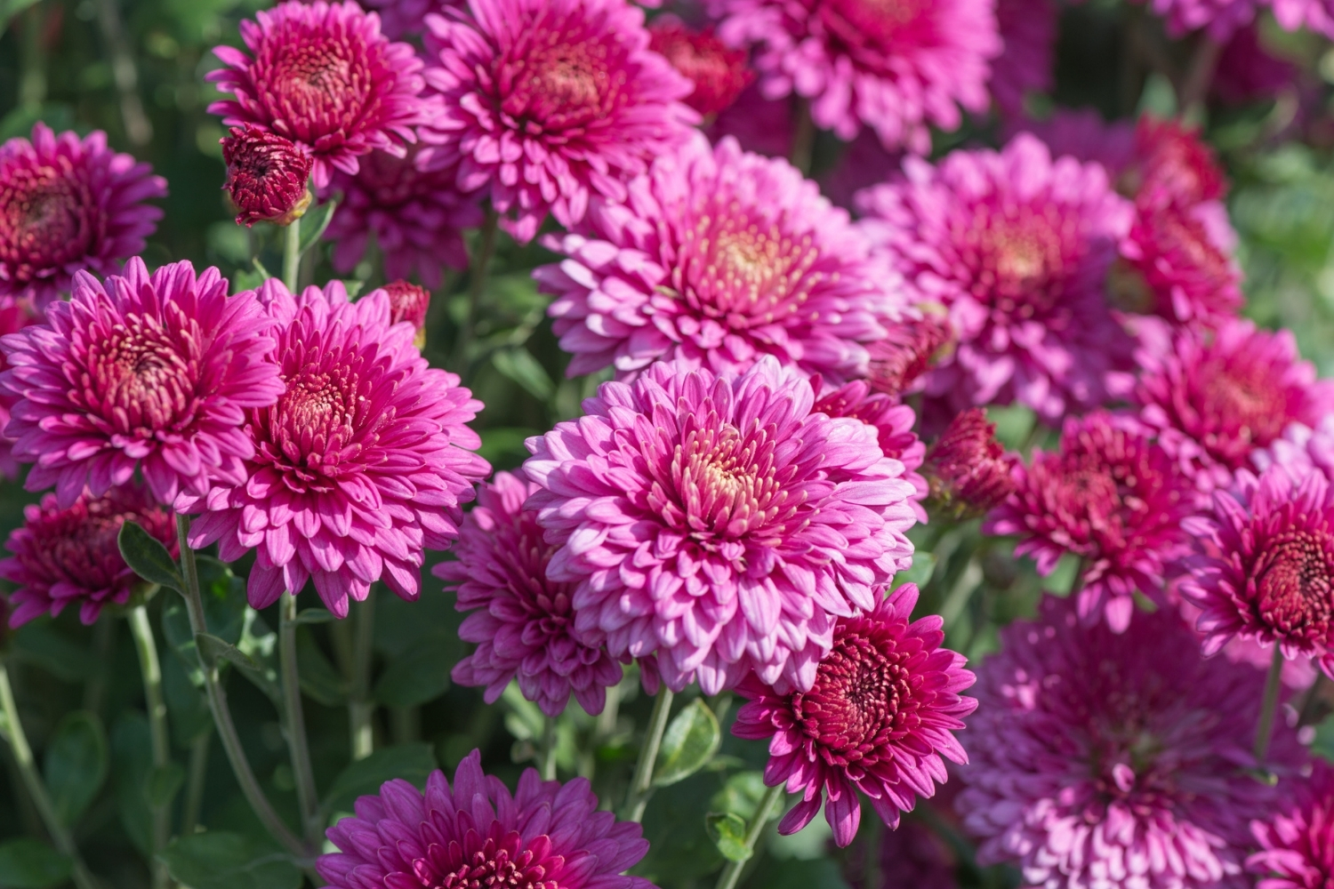 How To Grow Chrysanthemums Better Homes And Gardens