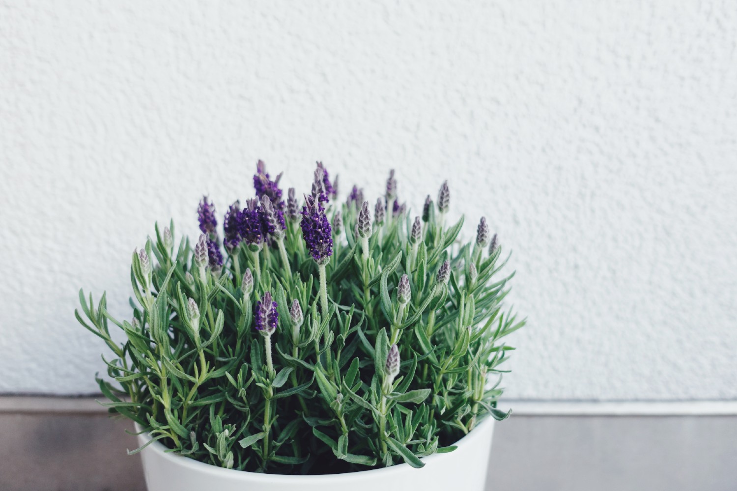 Lavender Plant Indoor 
