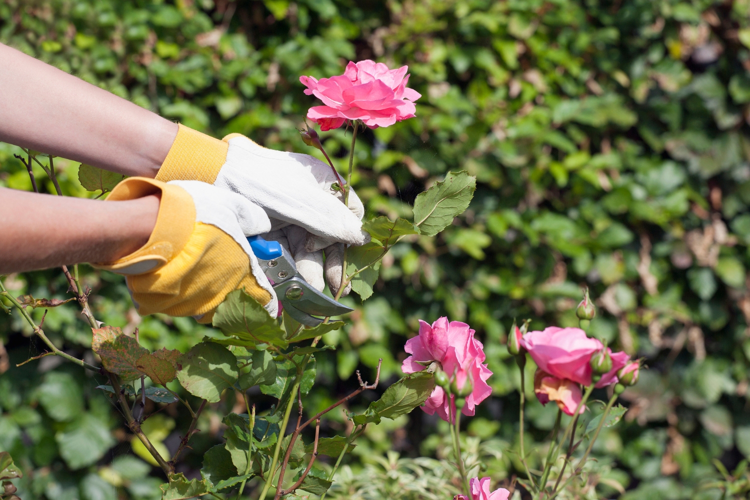 The Secret To Pruning Roses Avoid These 5 Mistakes Better Homes And Gardens