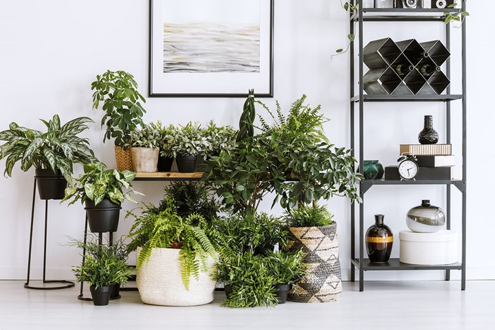 Stijg klassiek Oeganda The hot new indoor plants trend of 2019 | Better Homes and Gardens