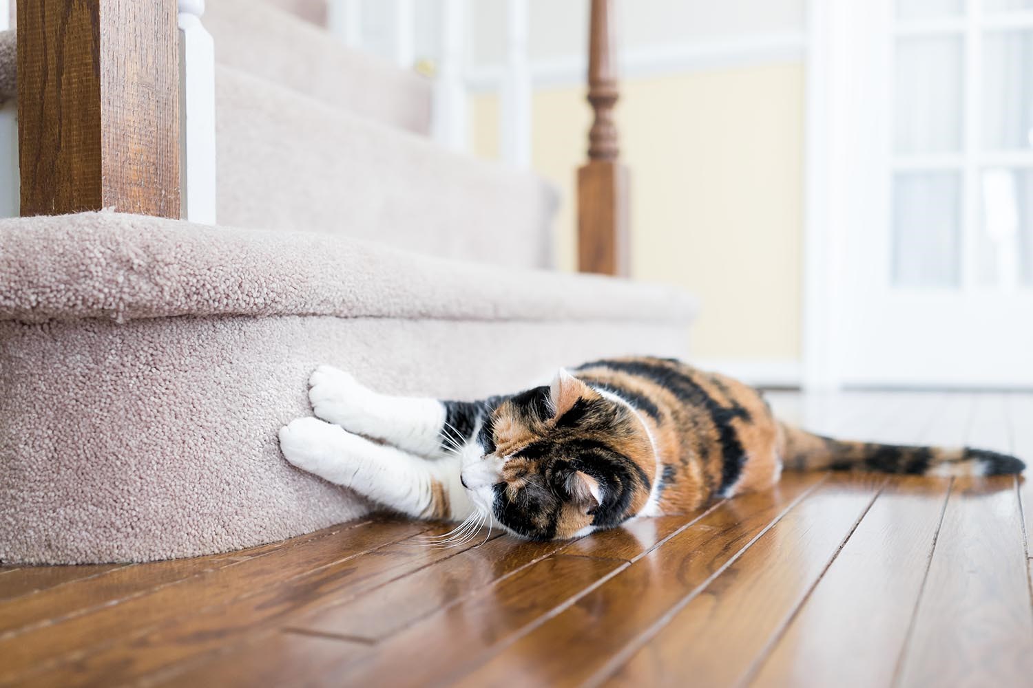 How To Stop Your Cat From Scratching The Furniture Better Homes And Gardens 