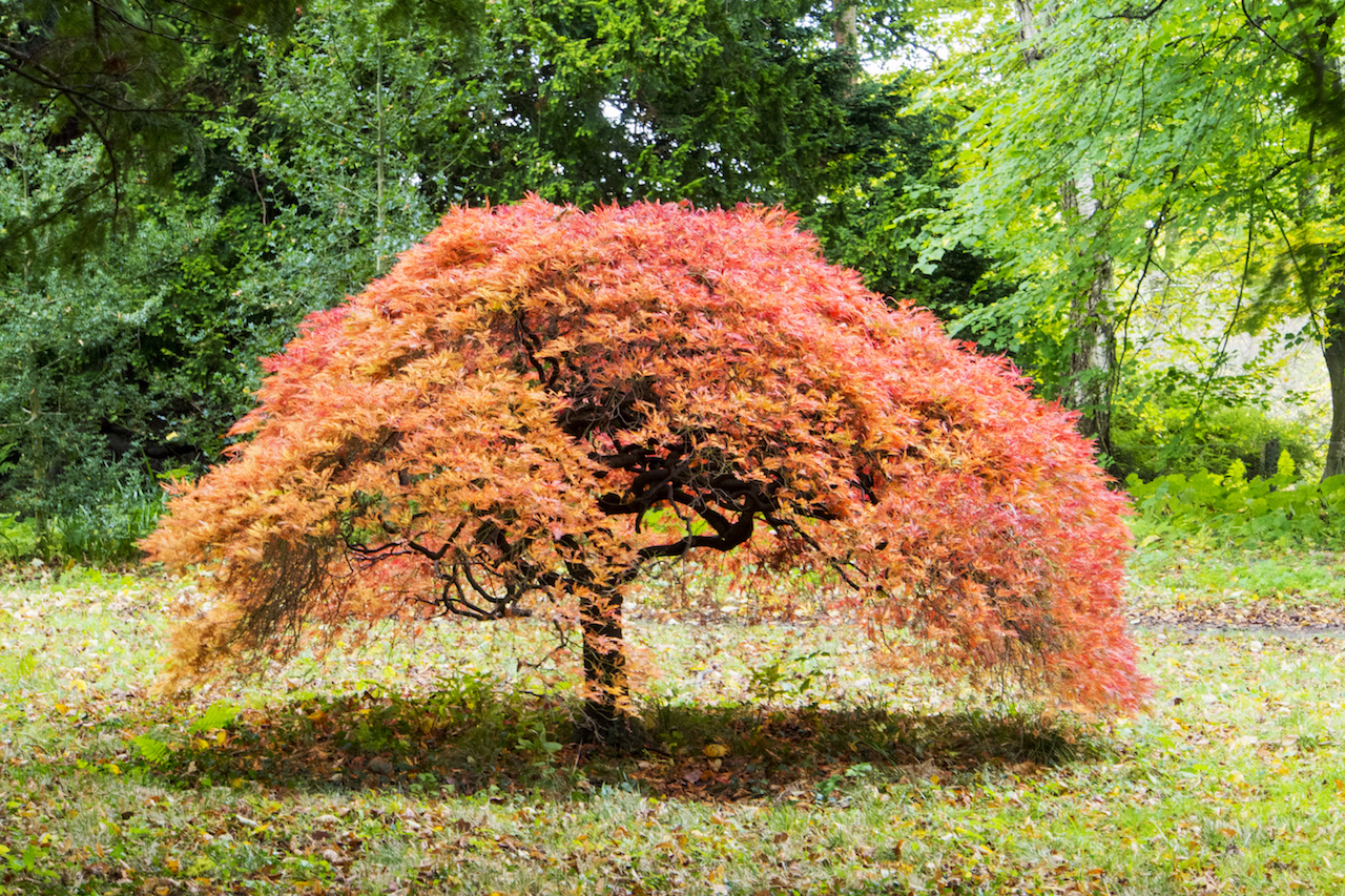 types of weeping japanese maple trees