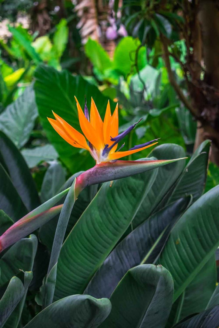 birds of paradise plant species