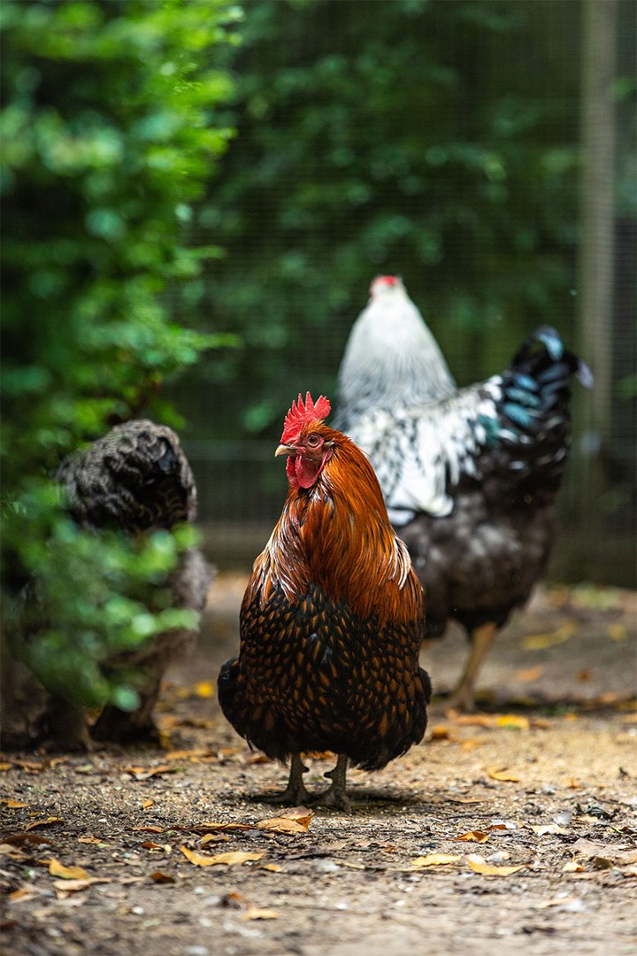 Best Chicken Breeds For Beginners - ChickenGuard