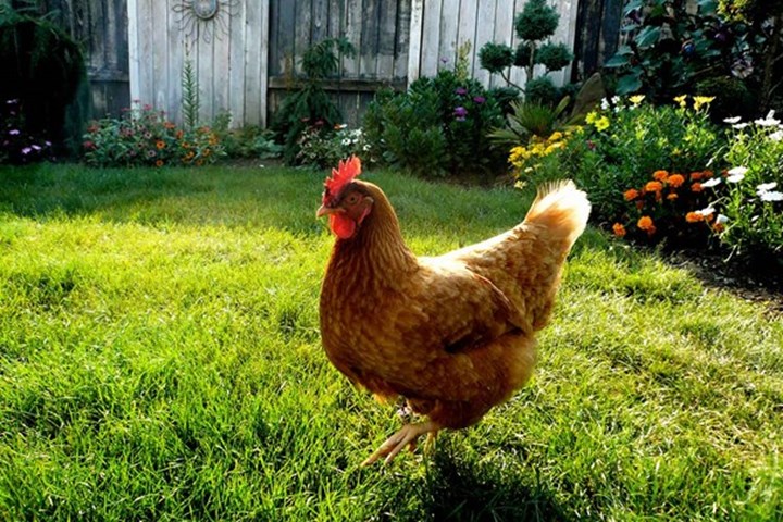 Chicken in backyard