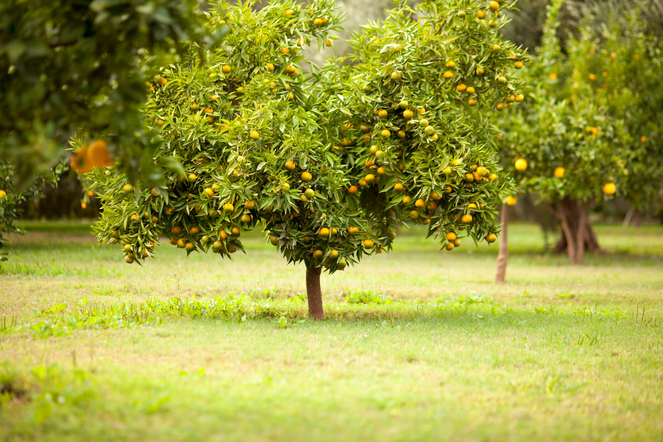 pruning lemon trees download
