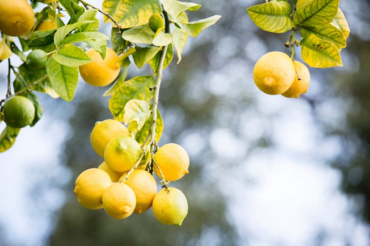 Lemon tree citrus tree diseases