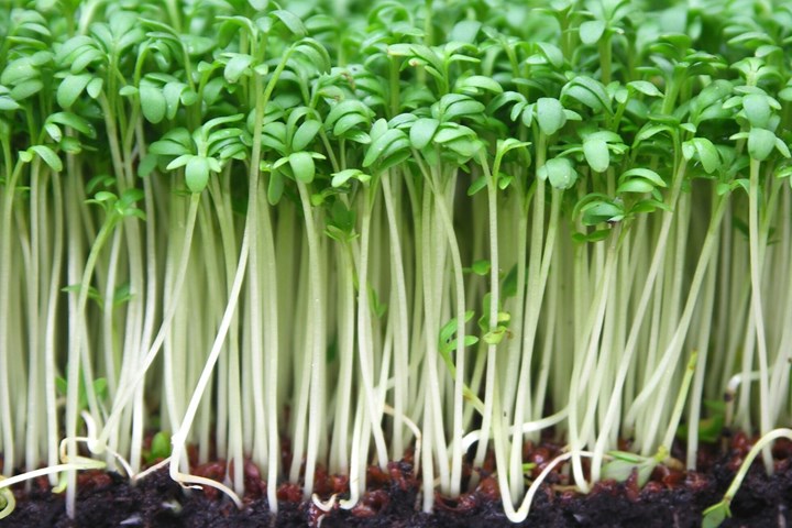 How to grow cress: indoors or in the garden