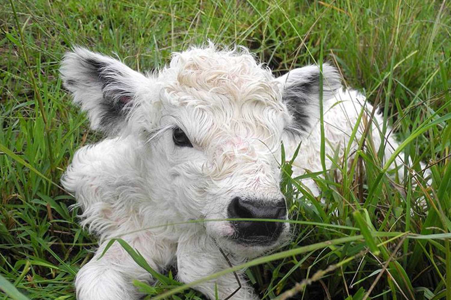 You can now own a miniature cow | Better Homes and Gardens