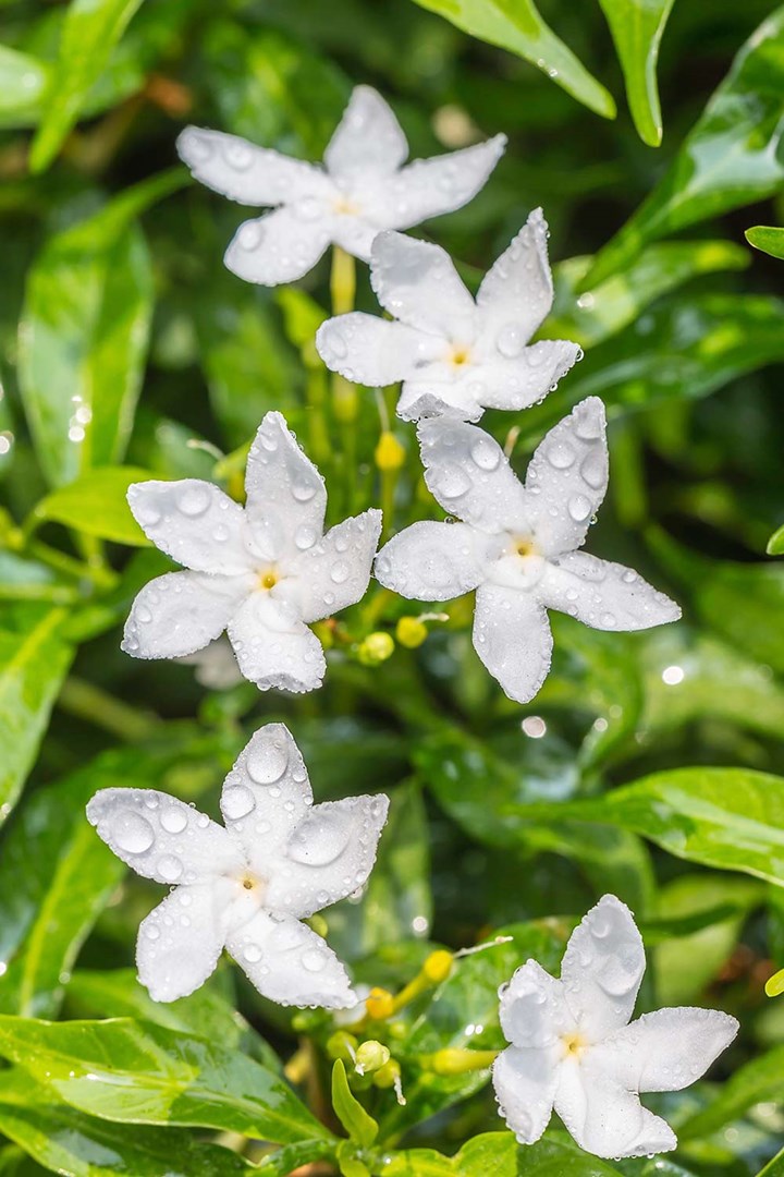 white jasmine plant