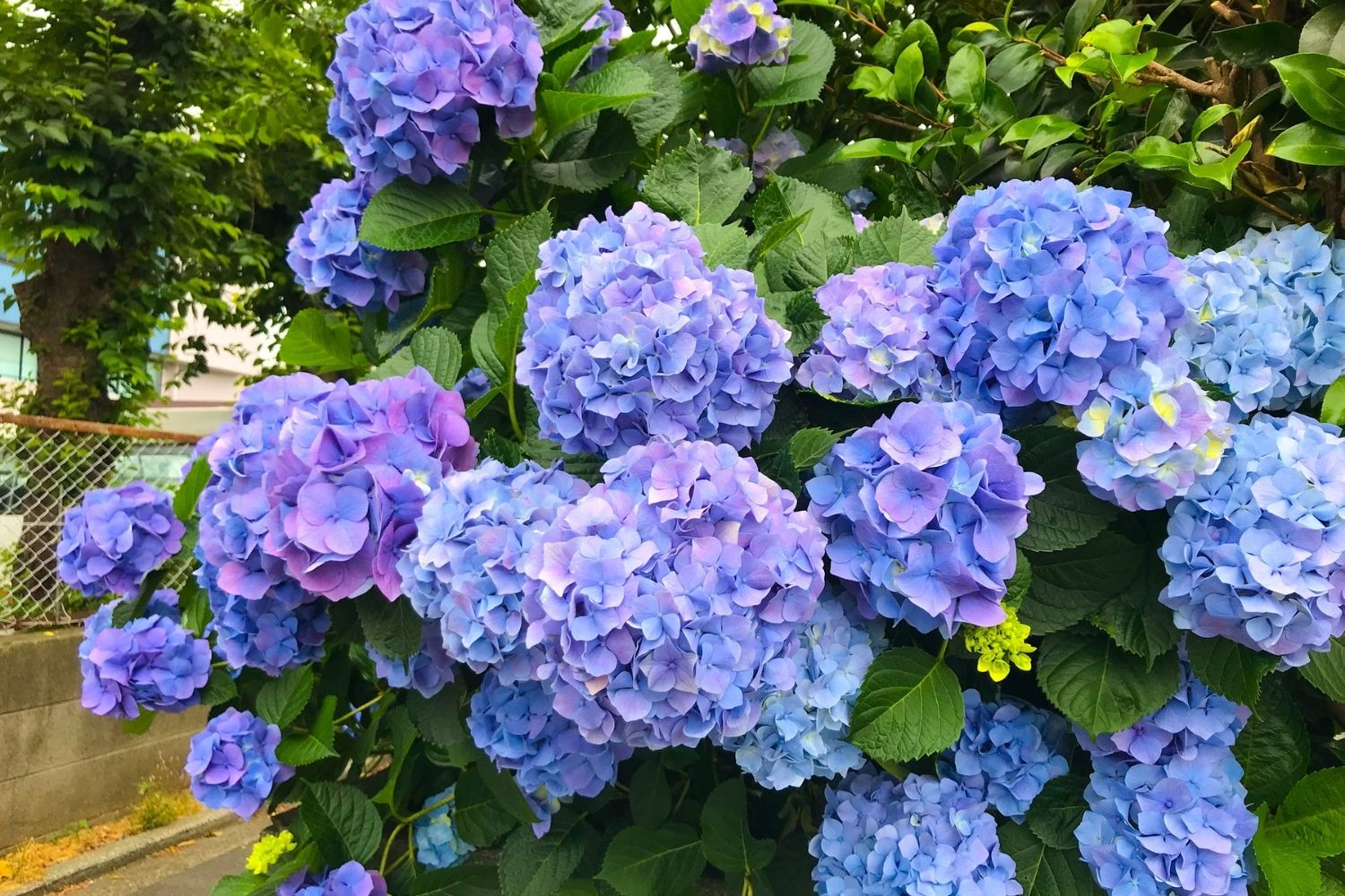 How to get more hydrangea flowers | Better Homes and Gardens