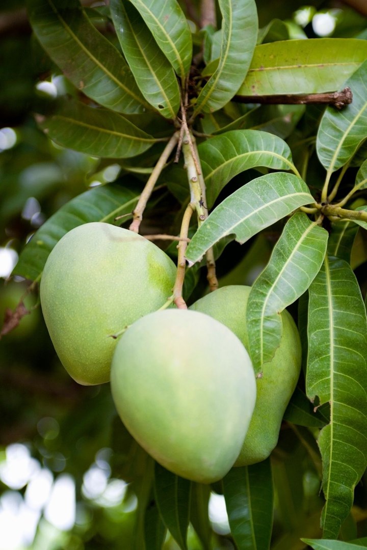 How to Grow Mango Trees