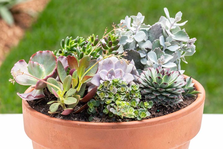 Terracotta pot filled with succulents