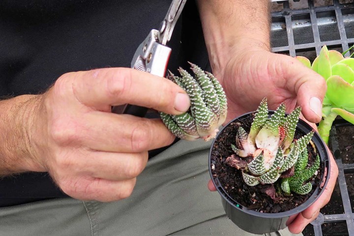 crowning a succulent