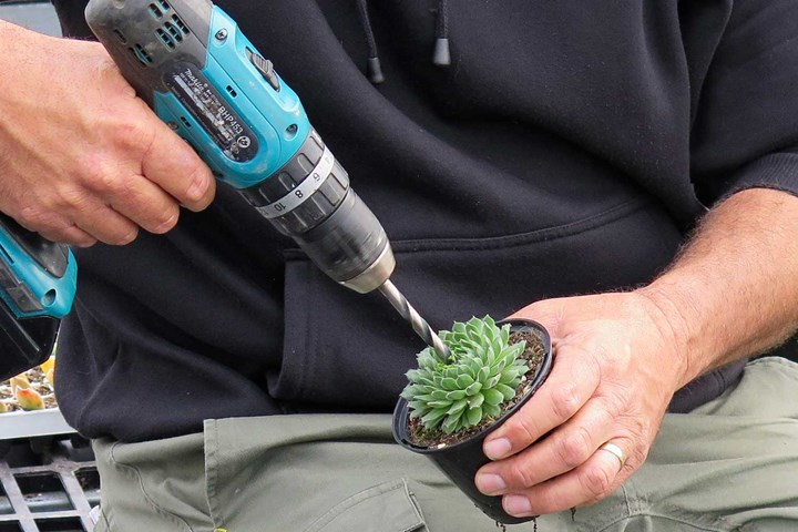 drilling a hole in a succulent