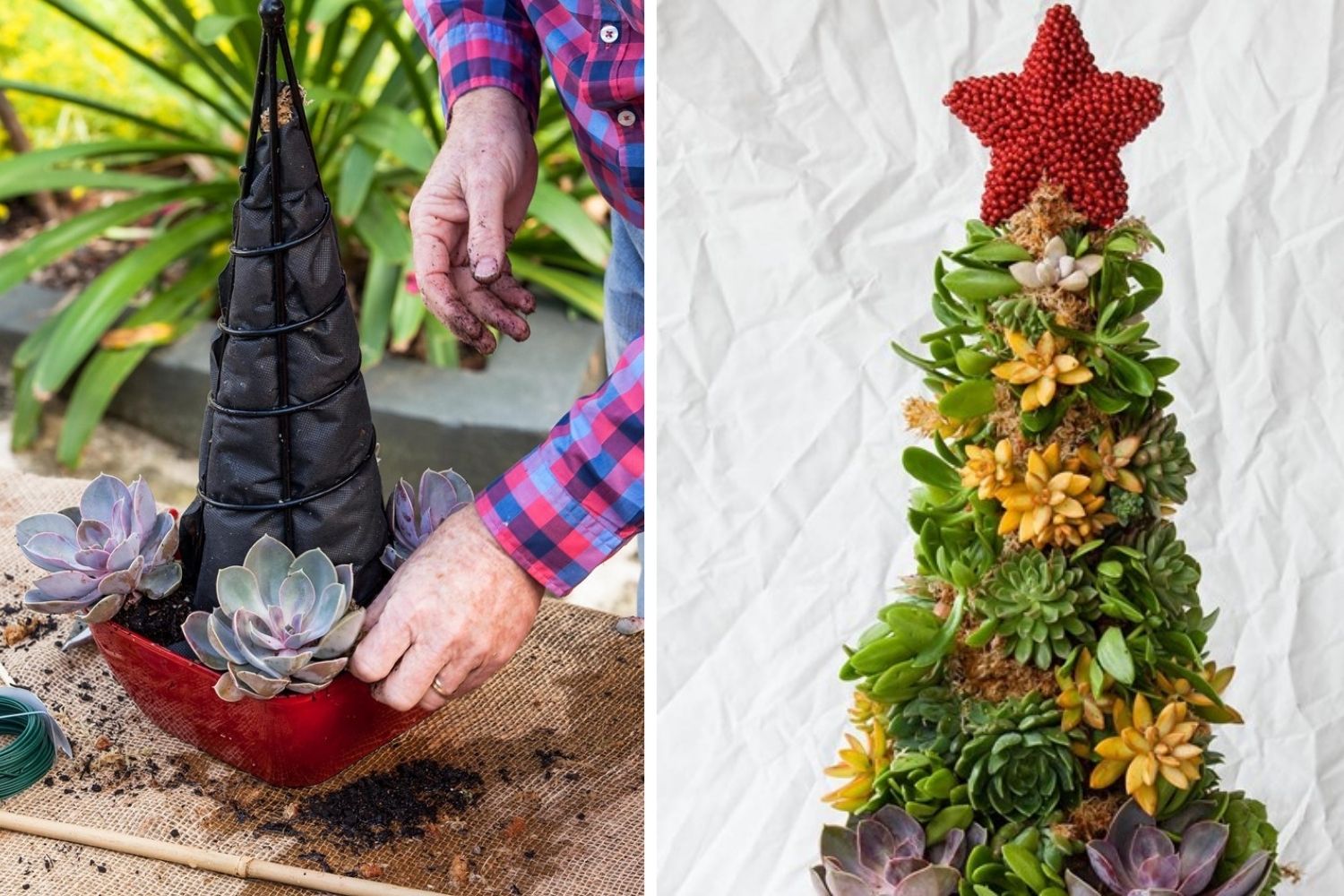 How To Make a Succulent Christmas Tree (Video) - Gluesticks Blog