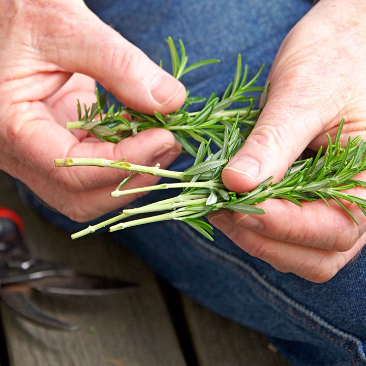 How to Propagate a Rosemary Plant from Stem Cuttings