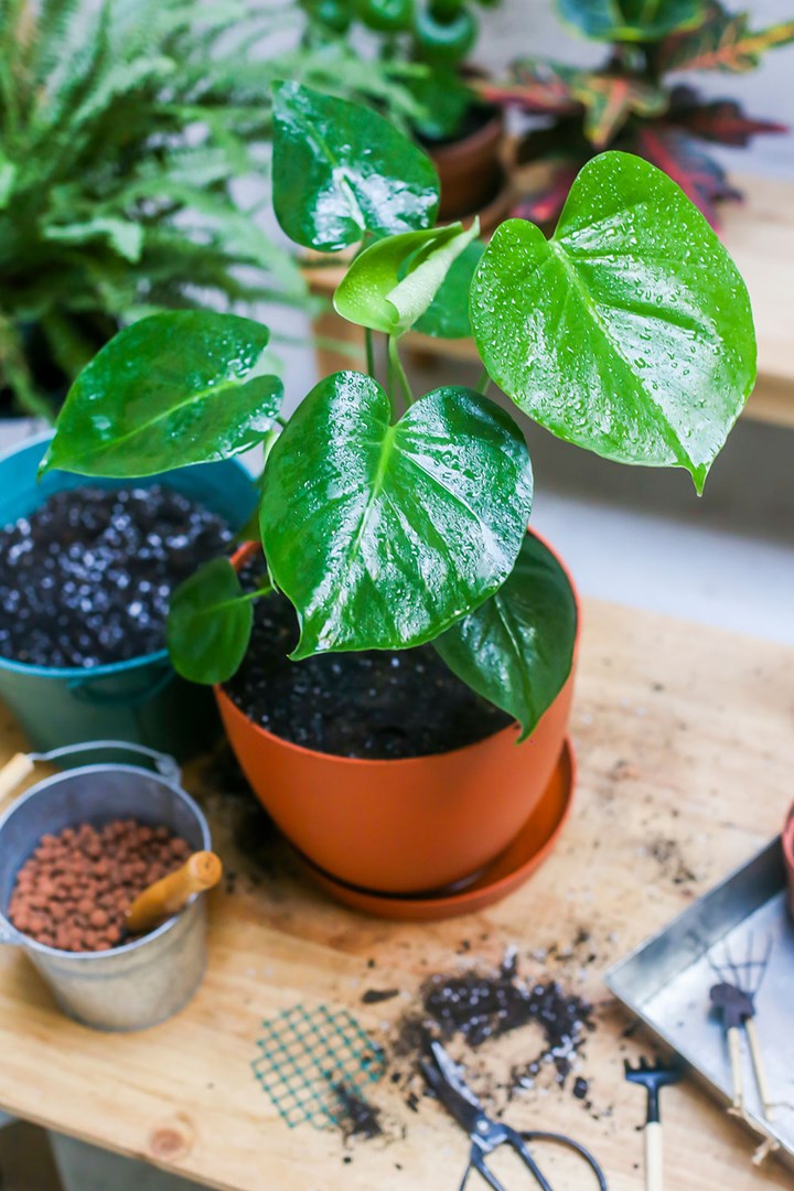 How to Get Rid of Gnats in Houseplants: Treatment & Prevention
