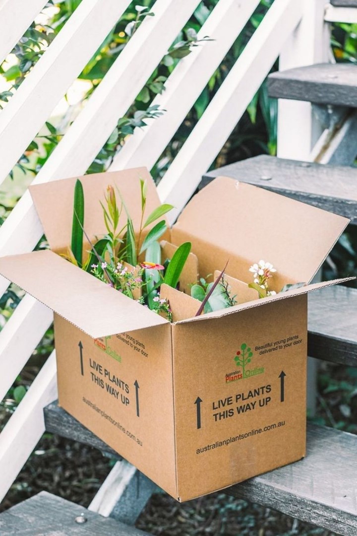 Buy Plants Online Australia, FREE Shipping