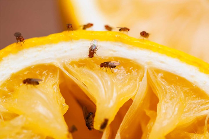 This Genius Trap Will Stop FRUIT FLIES In Your House Overnight! 