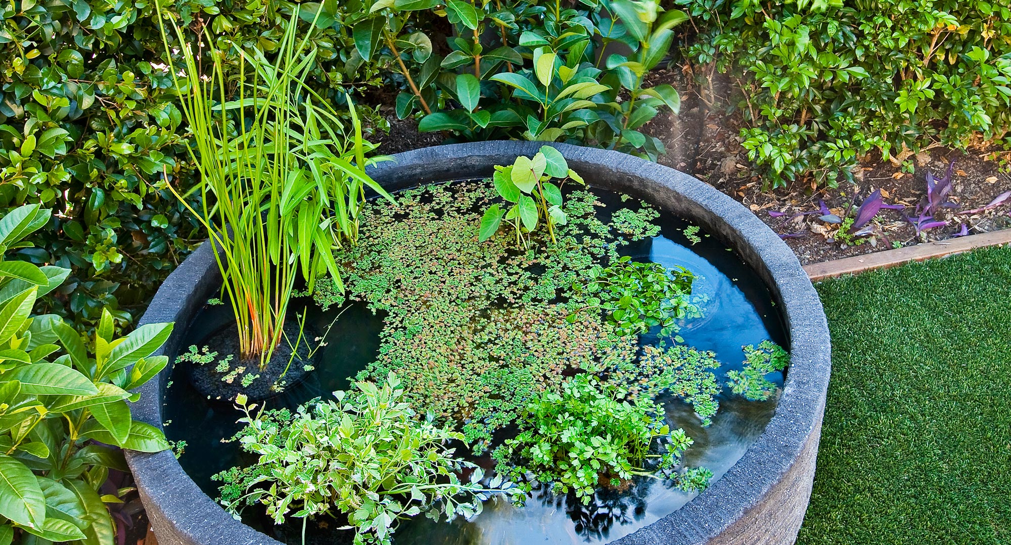 How to turn your pond into a veggie patch | Better Homes and Gardens