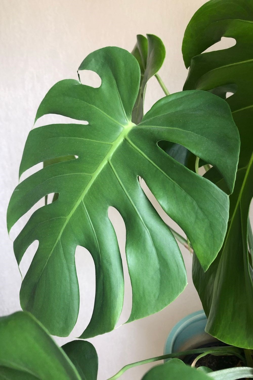 Philodendrons How To Grow Care And Propagate Better Homes And Gardens