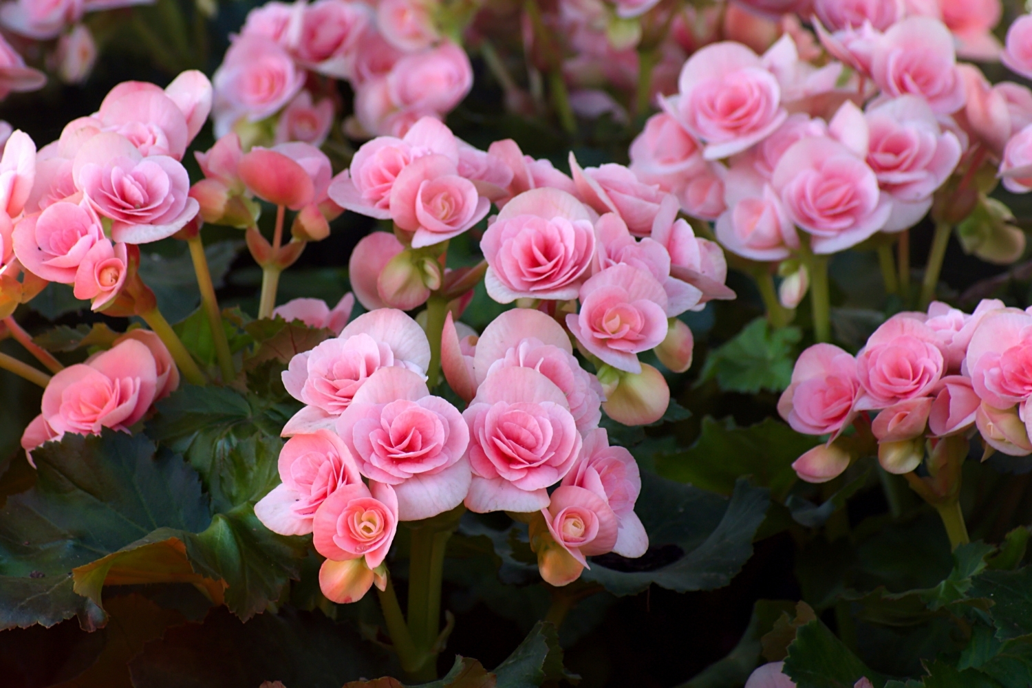 How to grow and care for begonias | Better Homes and Gardens