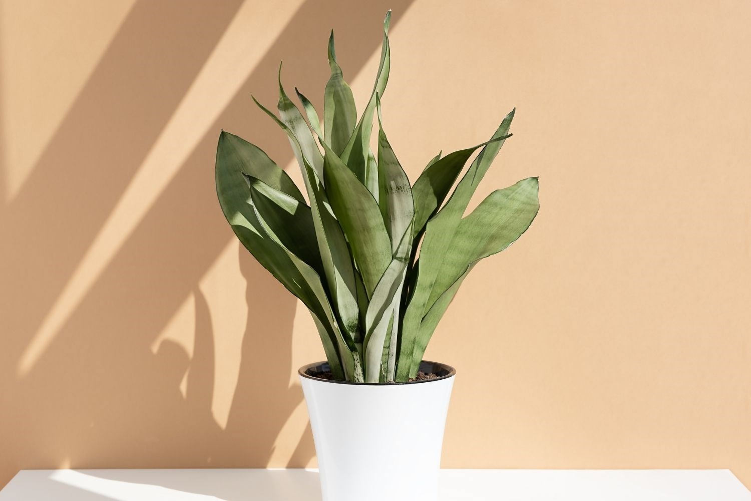 10 of the best low light indoor plants and how to grow them | Better ...