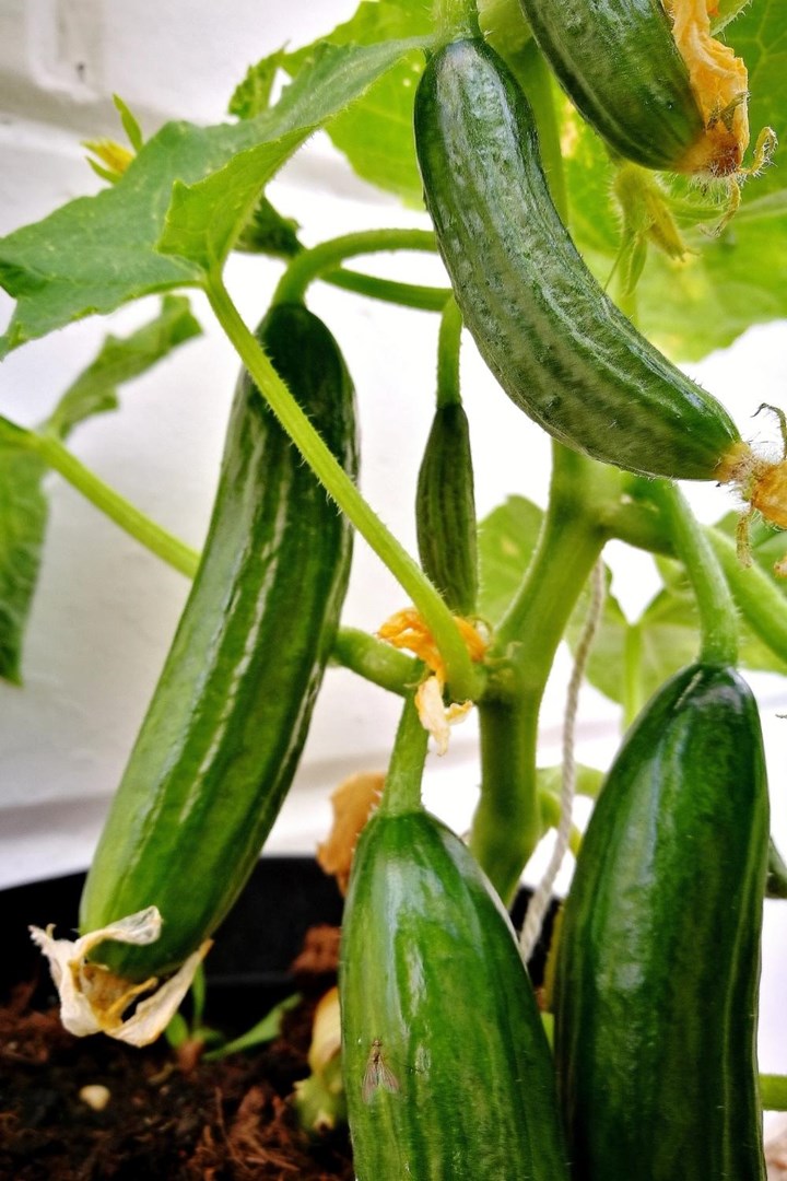 Cucumbers: How to Grow It