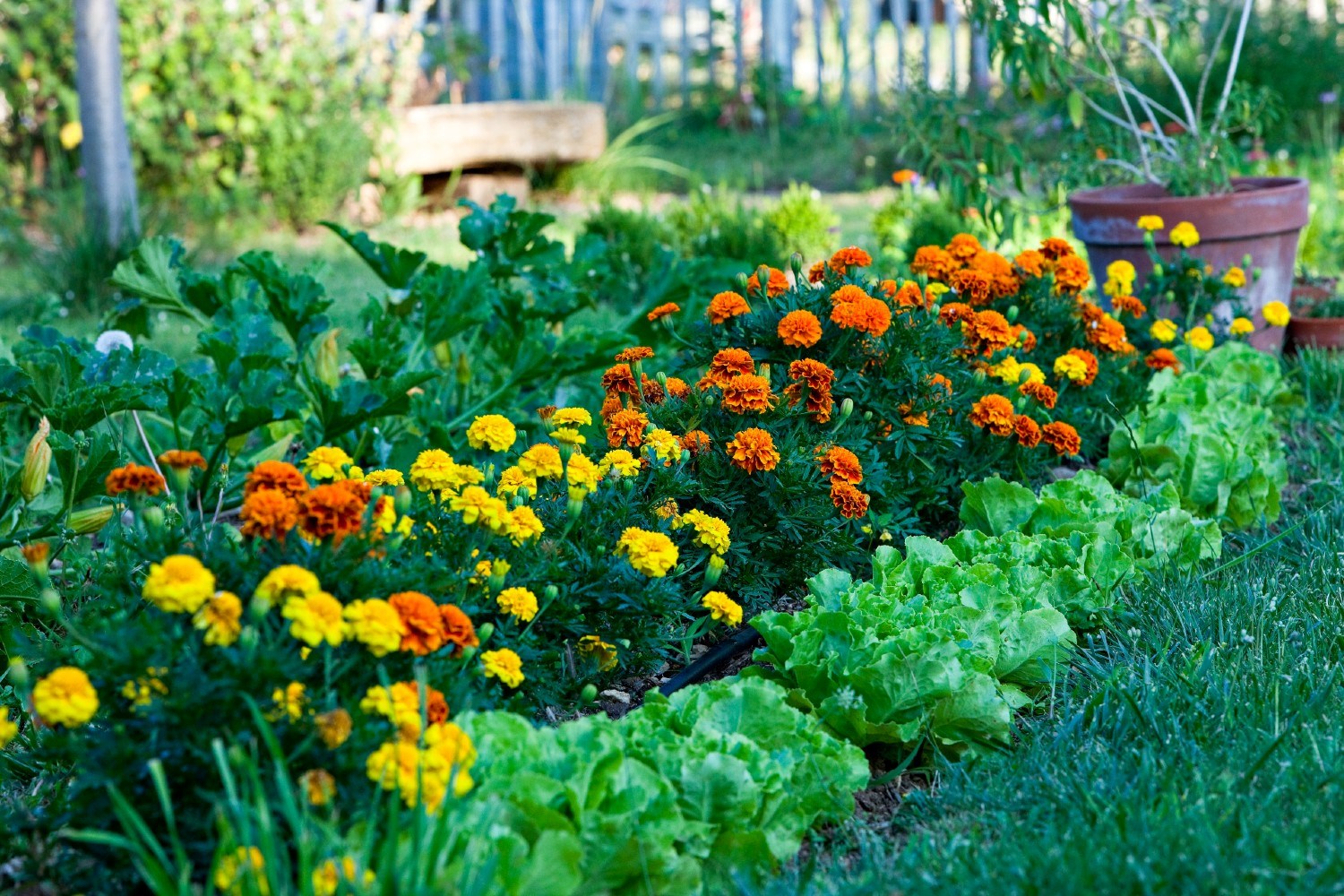 Marigolds Veggie Garden ?width=720¢er=0.0,0.0