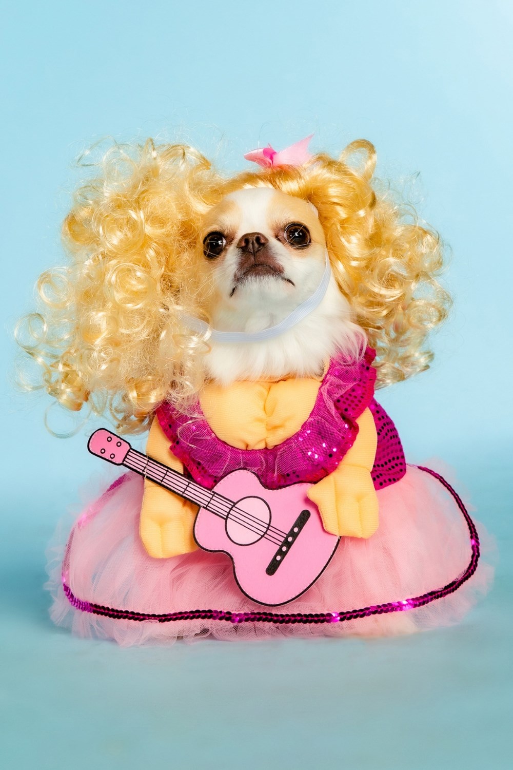 Petbarn's Dolly Parton Pet Apparel And Toys | Better Homes and Gardens