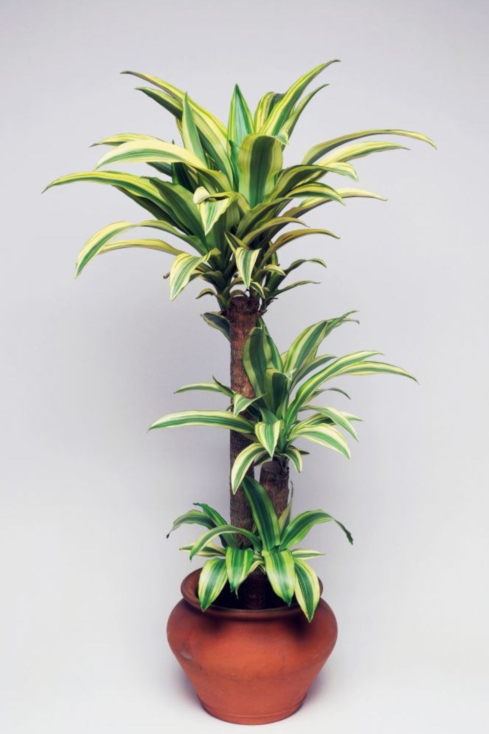 Indoor Plant Best ?width=720¢er=0.0,0.0