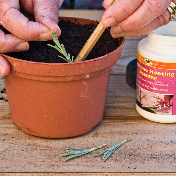 How To Propagate Lavender A Step By Step Guide Better Homes And Gardens