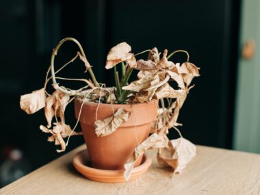 A dead plant in a pot may still be alive, so it's important to check before getting rid of it.