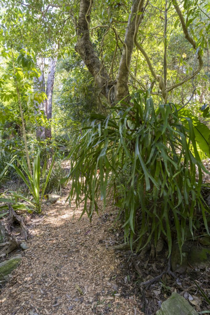 boongala gardens with pathway and rainforest surrounding it