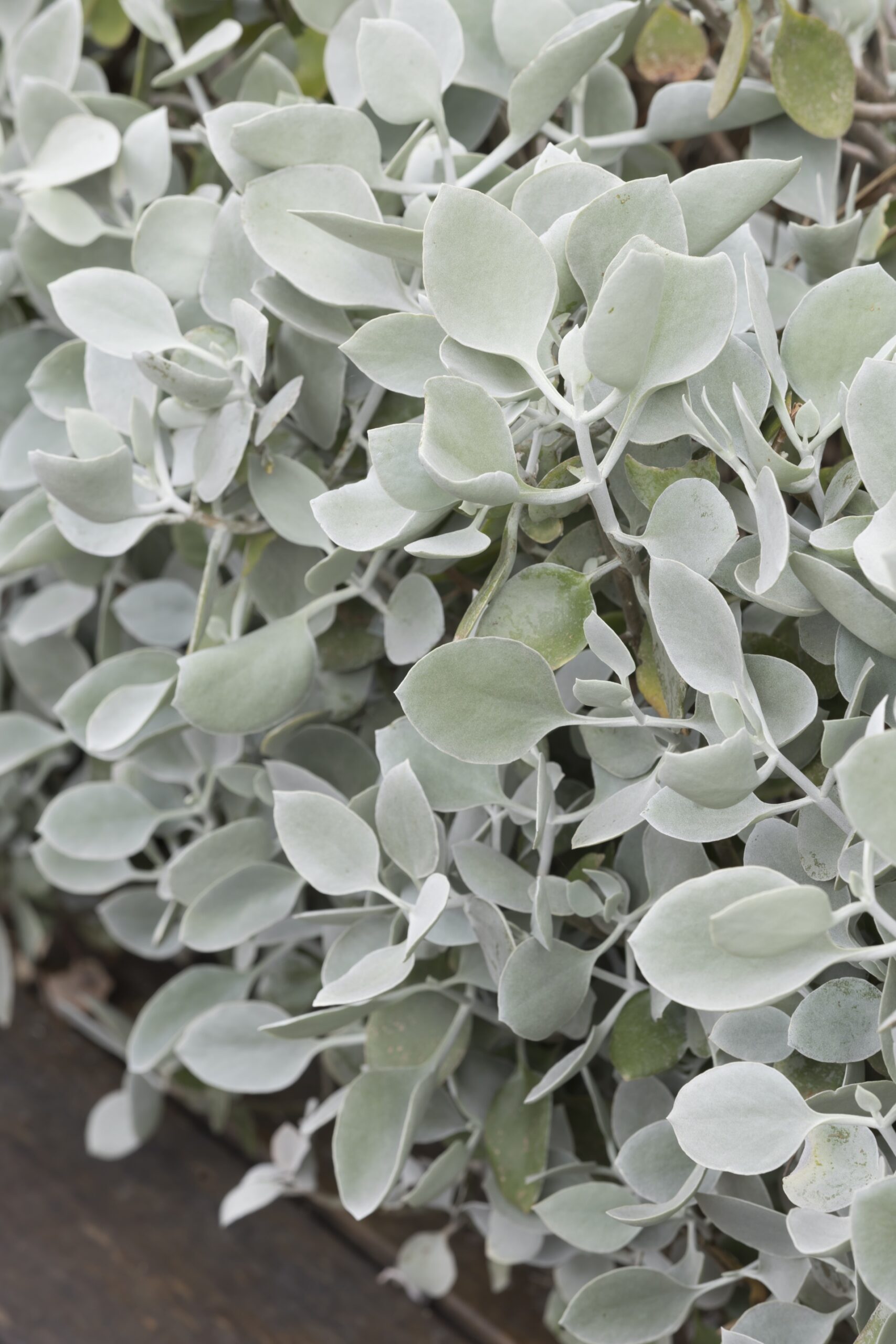 silvery leaves of kalanchoe in a Mediterranean garden