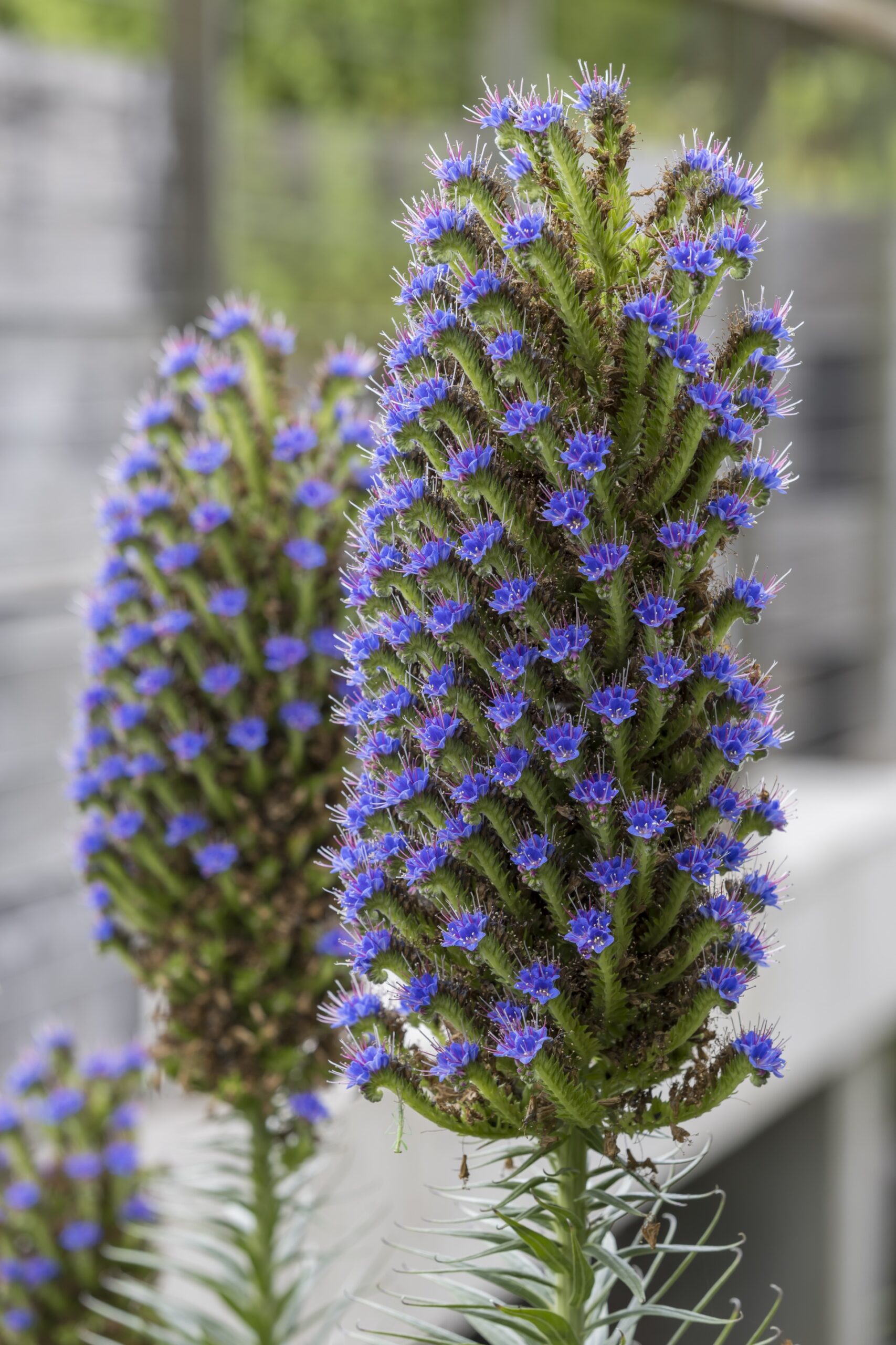 close up of two heads of echium with bright purple and green