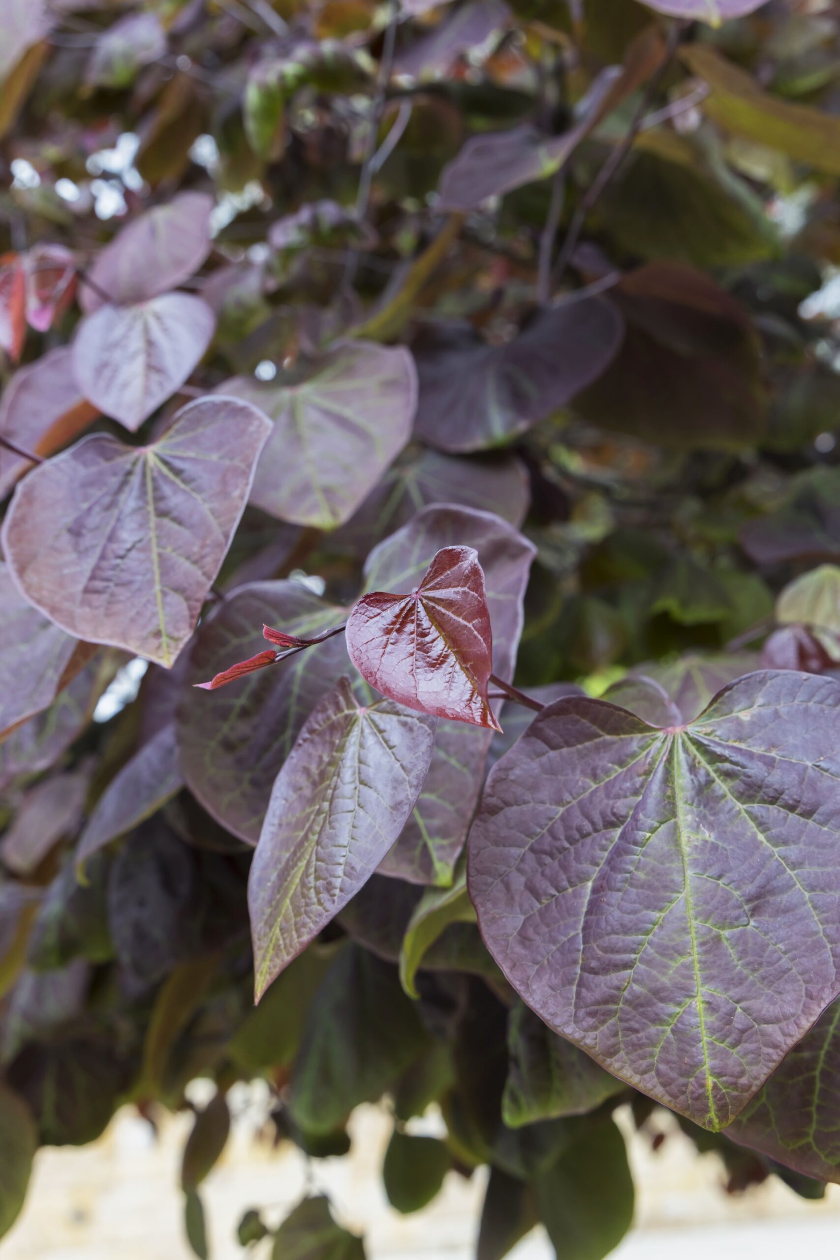 burgundy leaves close up of redbud