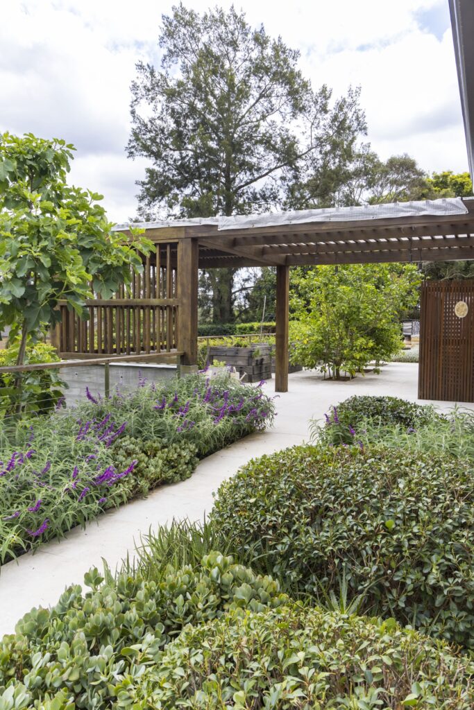 mediterranean garden with salvia and topiary hedges lining a pathway