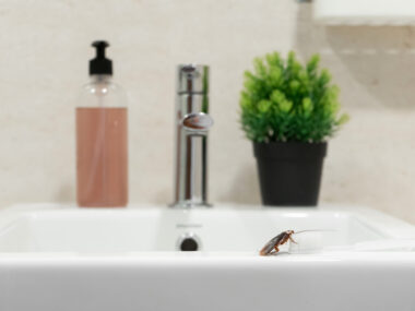 Bathroom sink with cockroach in the foreground