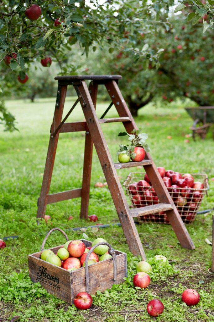 apple trees with a ladder and harvested apples