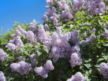 light purple lilac clusters against a blue sky